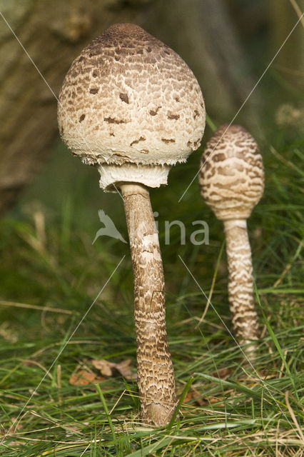 Grote parasolzwam (Macrolepiota procera)