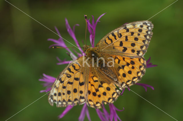 Dark Green Fritillary (Argynnis aglaja)