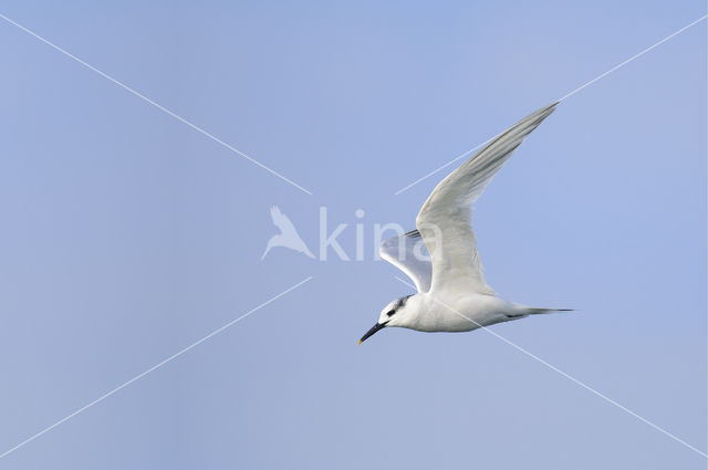 Sandwich Tern (Sterna sandvicensis)