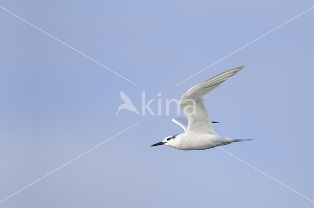 Sandwich Tern (Sterna sandvicensis)