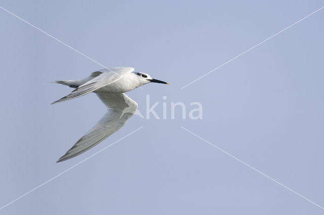 Sandwich Tern (Sterna sandvicensis)