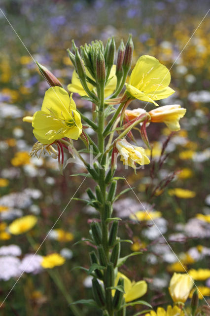 Grote teunisbloem (Oenothera erythrosepala)