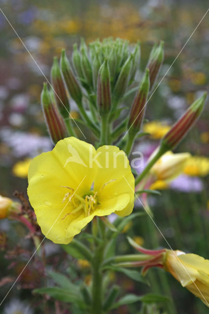 Grote teunisbloem (Oenothera erythrosepala)