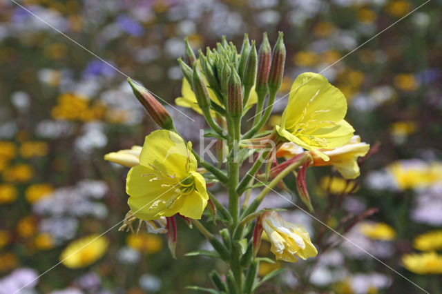 Grote teunisbloem (Oenothera erythrosepala)