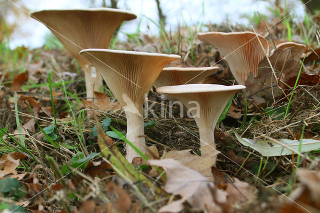 Grote trechterzwam (Clitocybe geotropa)