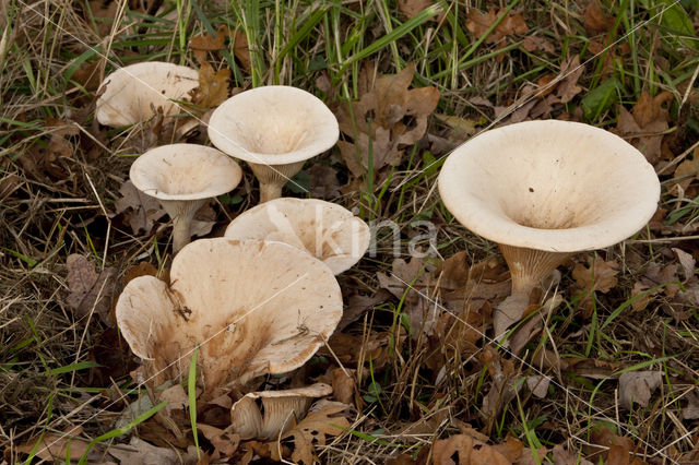 Grote trechterzwam (Clitocybe geotropa)