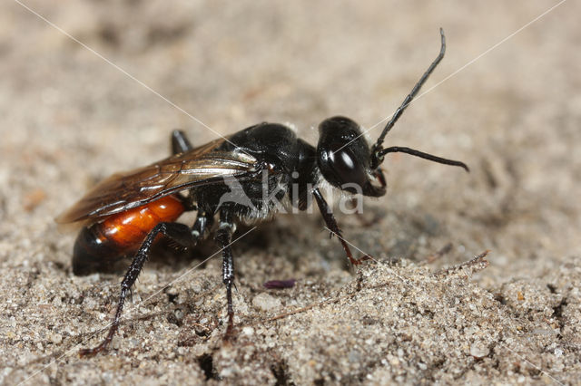 Astata boops