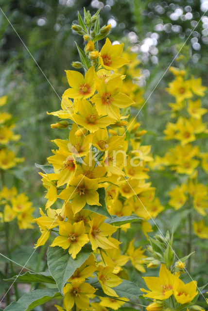 Yellow Loosestrife (Lysimachia vulgaris)