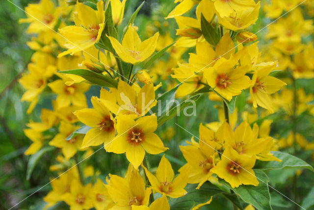 Yellow Loosestrife (Lysimachia vulgaris)