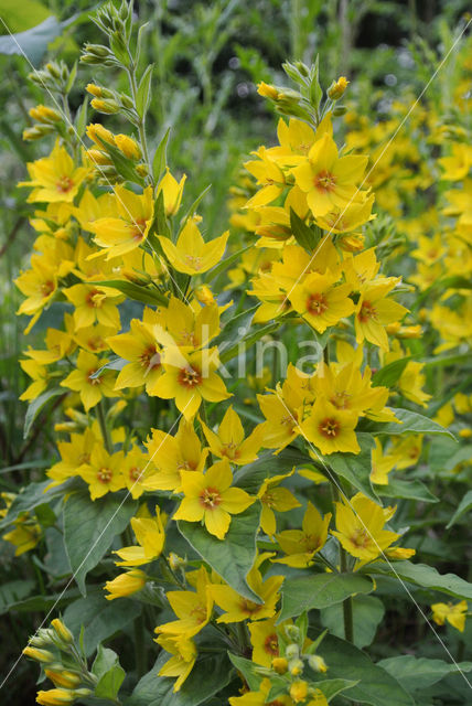 Yellow Loosestrife (Lysimachia vulgaris)