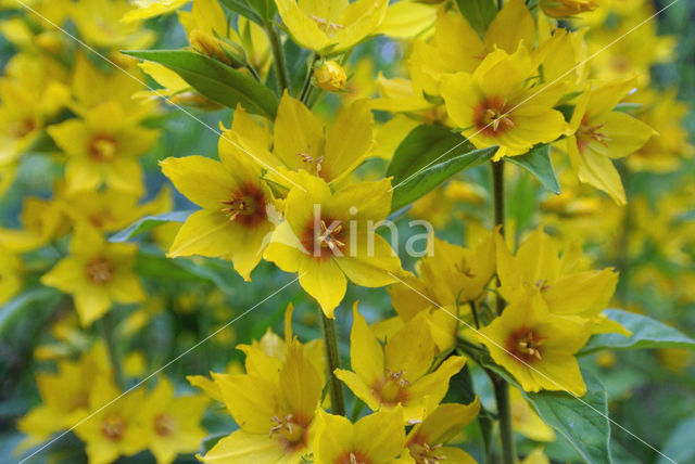 Yellow Loosestrife (Lysimachia vulgaris)