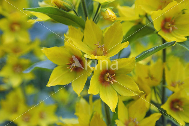 Yellow Loosestrife (Lysimachia vulgaris)