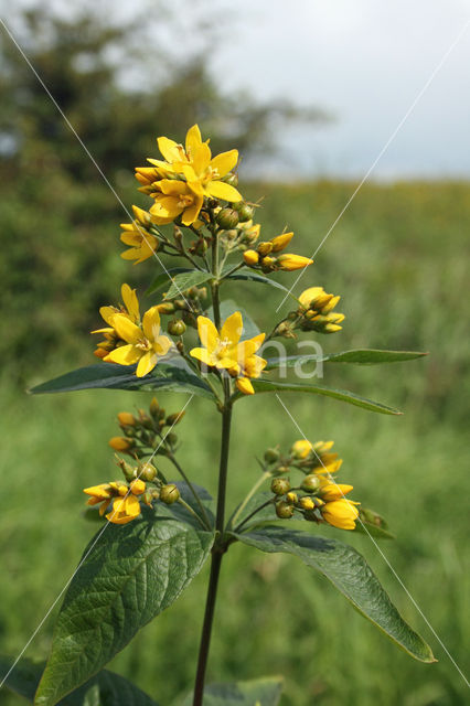 Yellow Loosestrife (Lysimachia vulgaris)