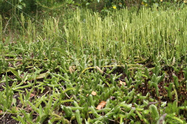 Grote wolfsklauw (Lycopodium clavatum)