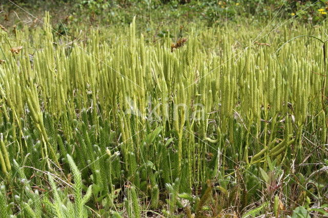 Grote wolfsklauw (Lycopodium clavatum)