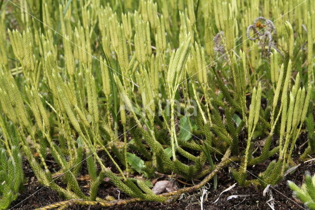 Grote wolfsklauw (Lycopodium clavatum)