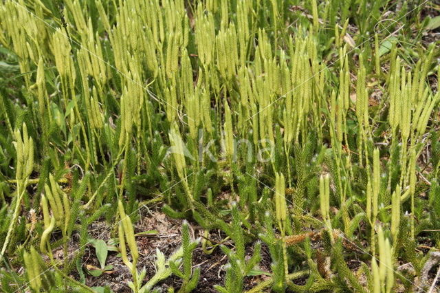 Grote wolfsklauw (Lycopodium clavatum)