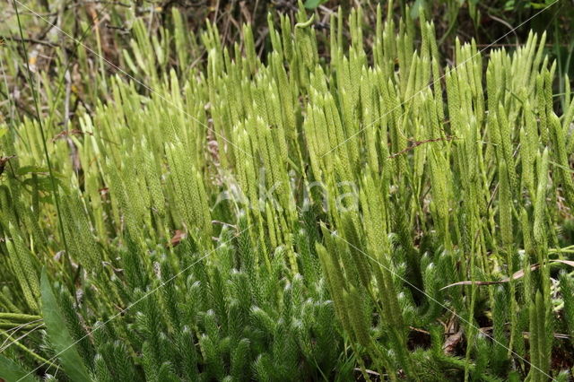 Stag's-horn Clubmoss (Lycopodium clavatum)