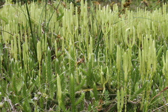 Grote wolfsklauw (Lycopodium clavatum)