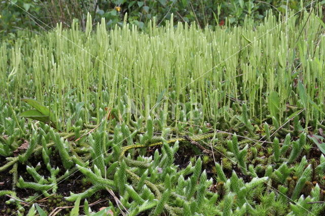 Stag's-horn Clubmoss (Lycopodium clavatum)