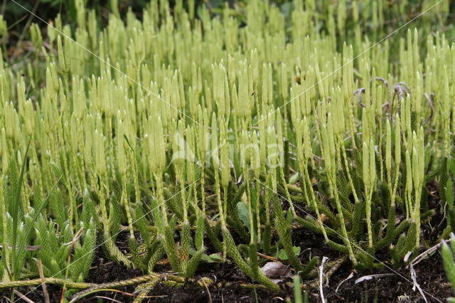 Stag's-horn Clubmoss (Lycopodium clavatum)