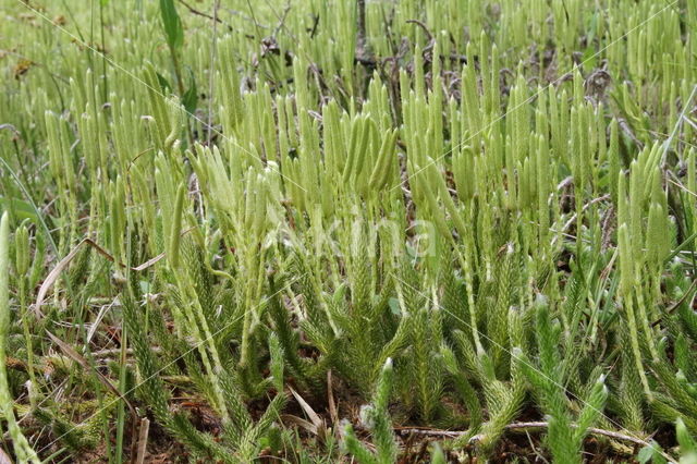 Grote wolfsklauw (Lycopodium clavatum)