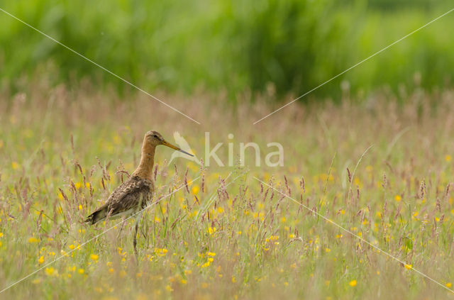 Black-tailed Godwit (Limosa limosa)