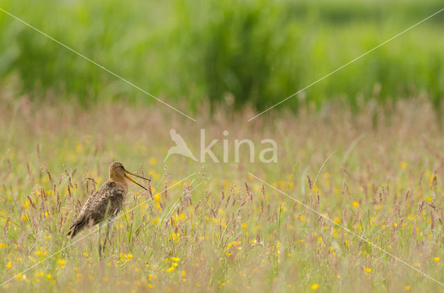 Black-tailed Godwit (Limosa limosa)