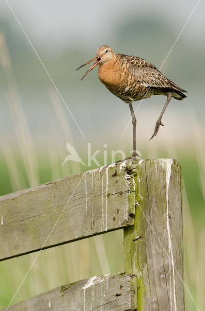 Black-tailed Godwit (Limosa limosa)