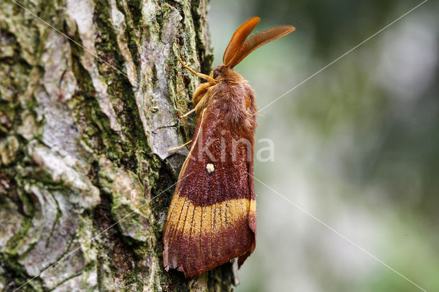 Hageheld (Lasiocampa quercus)