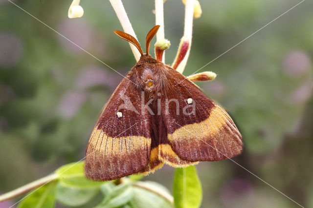 Hageheld (Lasiocampa quercus)