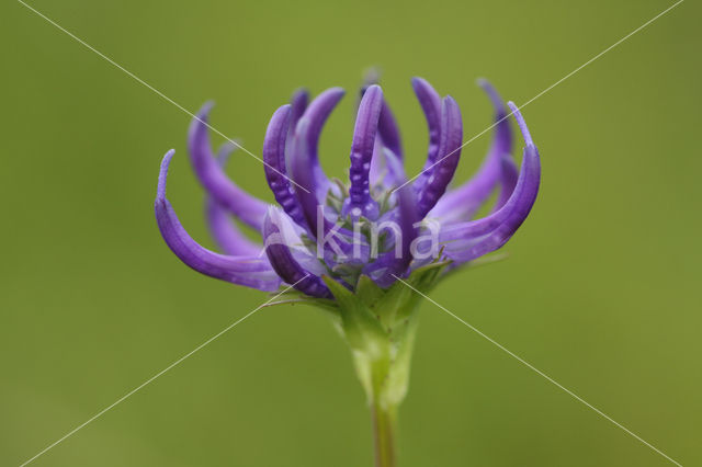 Rampion (Phyteuma hemisphaericum)