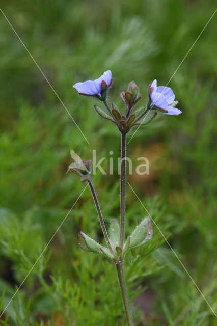 Handjesereprijs (Veronica triphyllos)