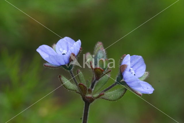 Fingered Speedwell (Veronica triphyllos)