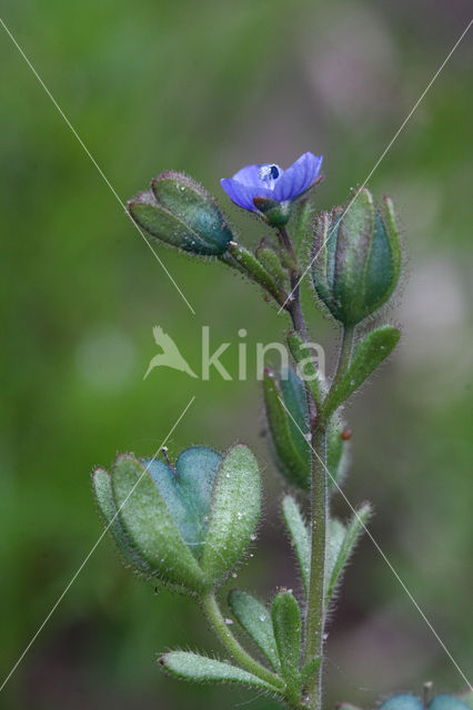 Fingered Speedwell (Veronica triphyllos)