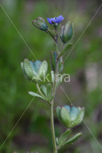 Fingered Speedwell (Veronica triphyllos)