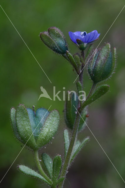 Fingered Speedwell (Veronica triphyllos)