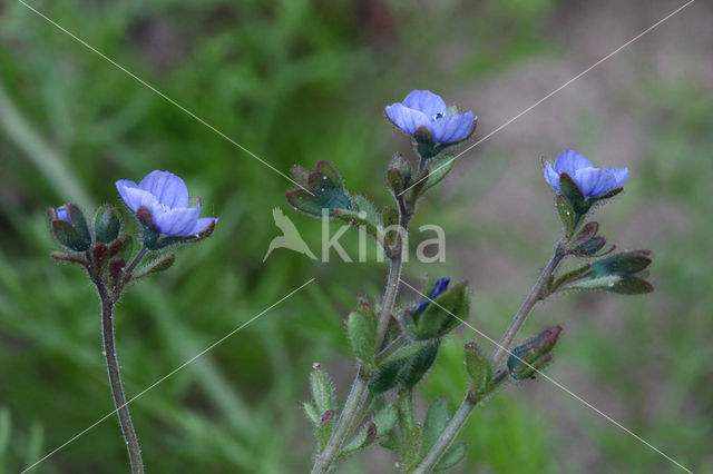 Fingered Speedwell (Veronica triphyllos)