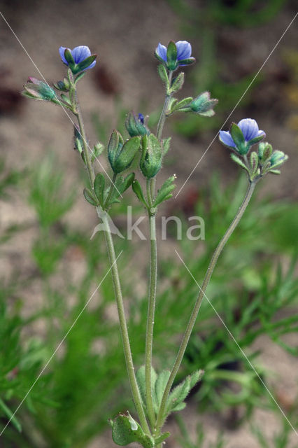 Fingered Speedwell (Veronica triphyllos)