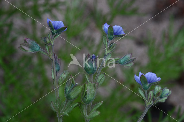 Fingered Speedwell (Veronica triphyllos)