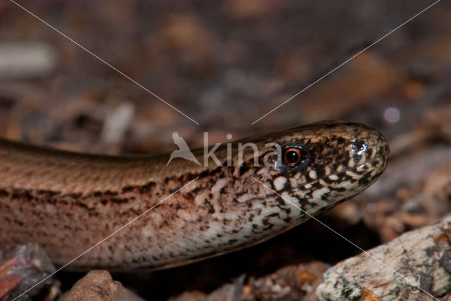 Hazelworm (Anguis fragilis)