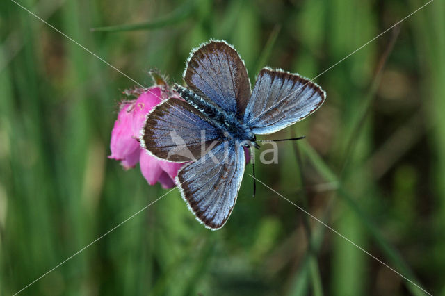 Silver Studded Blue (Plebejus argus)