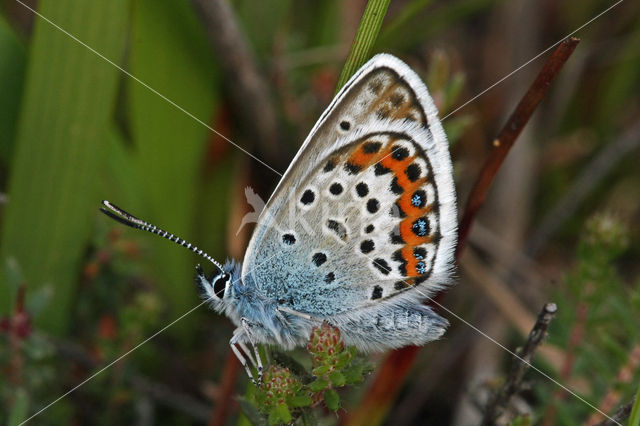 Heideblauwtje (Plebejus argus)