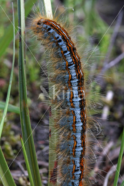 Heideringelrups (Malacosoma castrensis)