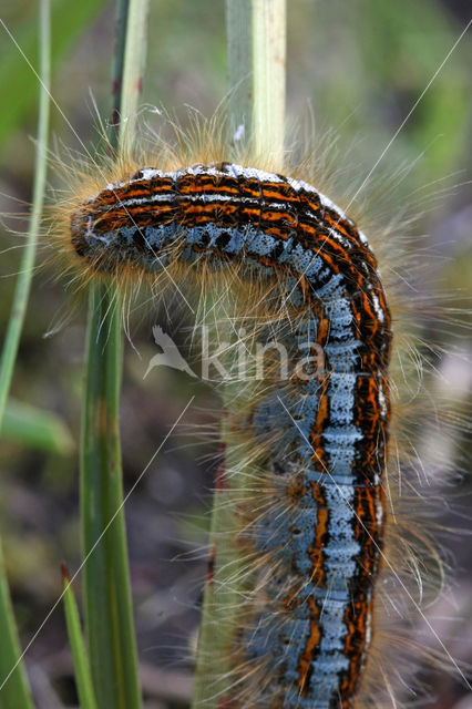 Heideringelrups (Malacosoma castrensis)