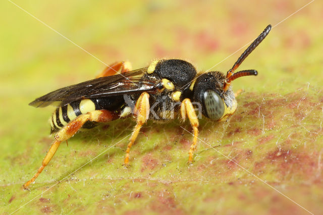 Wasp-bee (Nomada rufipes)