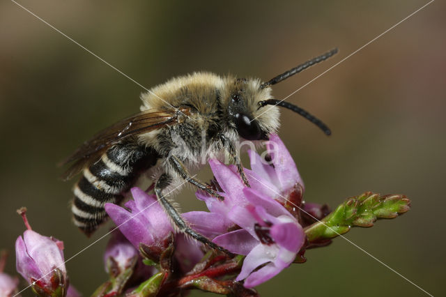 Colletes succinctus