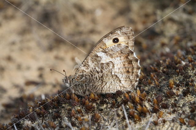 Grayling (Hipparchia semele)