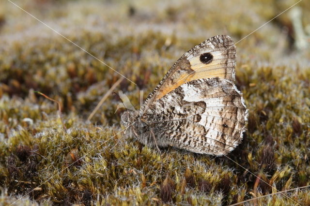 Grayling (Hipparchia semele)