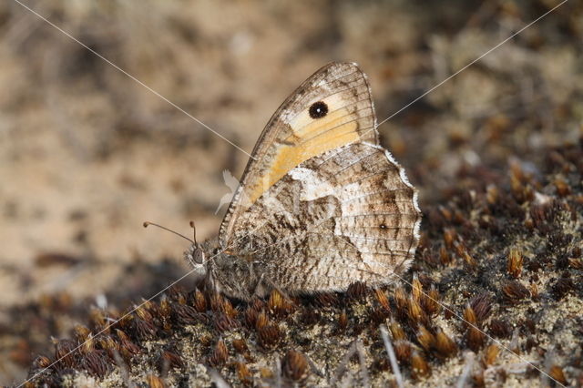 Grayling (Hipparchia semele)